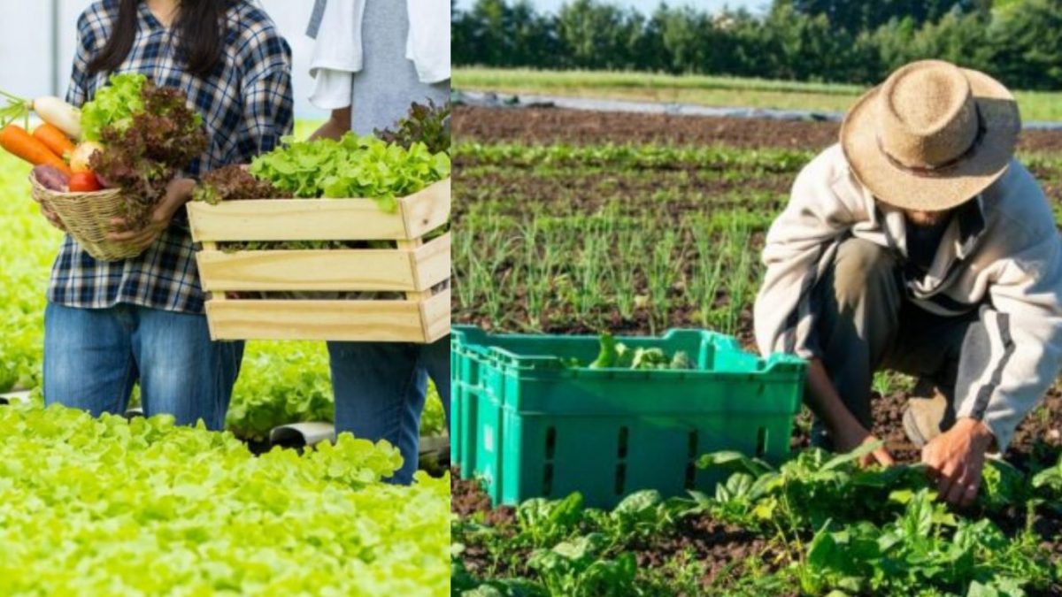 Nationwide Fresh Produce Delivery